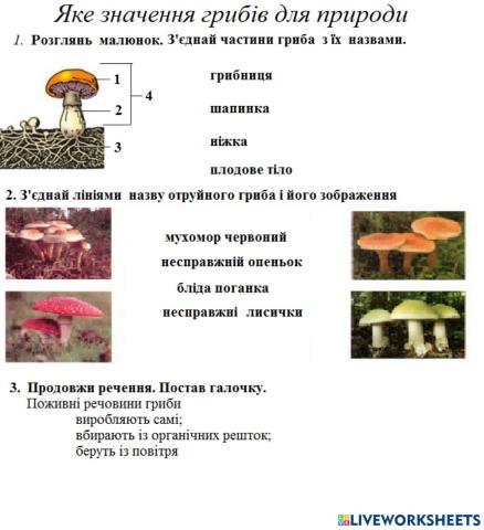 Значення грибів для природи