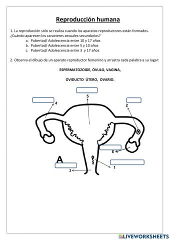 Reproducción  humana 1