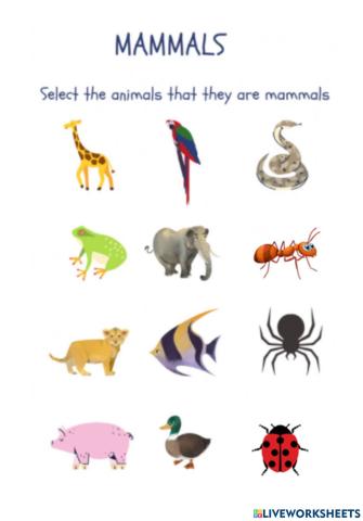 Mammals