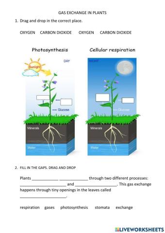 Gas exchange in plants
