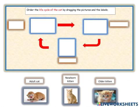 Life cycle of a cat