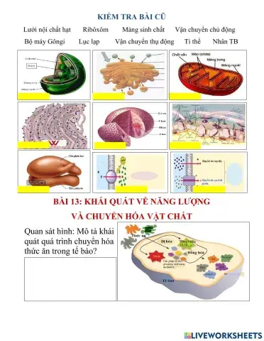 Bài 13. Sinh 10. CHVC và Năng lượng