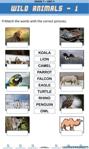 Wild Animals Matching