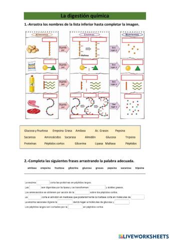 La digestión química