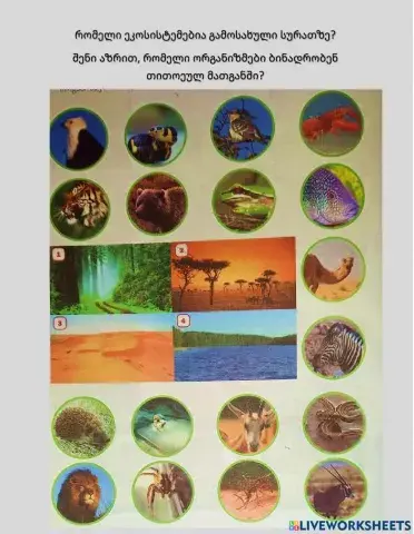 Ეკოსისტემა