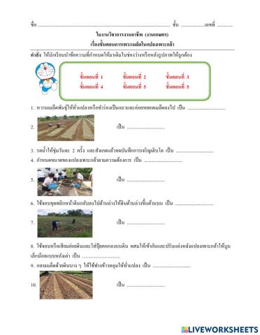 ขั้นตอนการเพาะเมล็ดในแปลงเพาะกล้า
