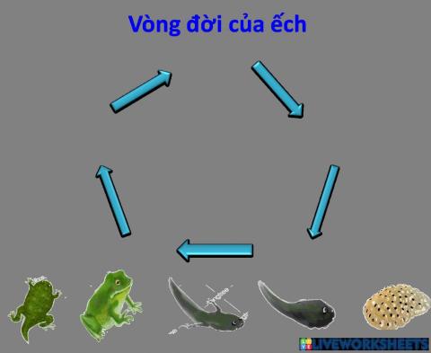 Bài tập khám phá: vòng đời của ếch