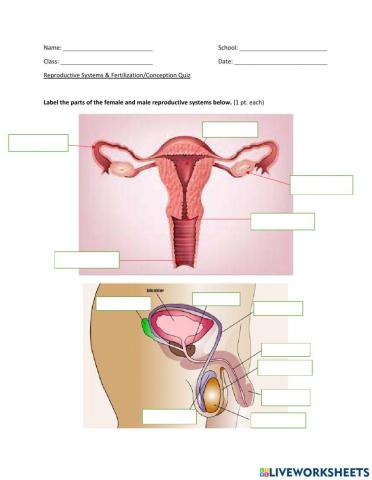Reproductive Systems & Fertilization-Conception
