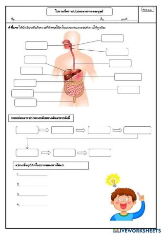 ระบบย่อยอาหารมนุษย์