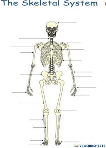 Skeleton