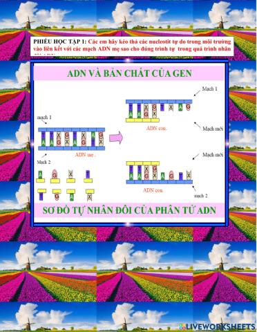 Adn và bản chất của gen phiếu học tập số 1