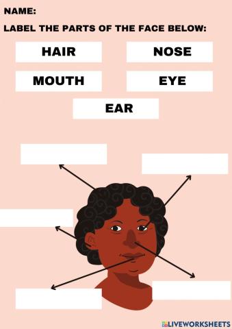 Parts of the face