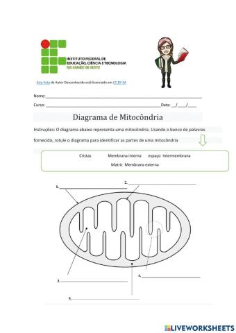 Diagrama da mitocondria