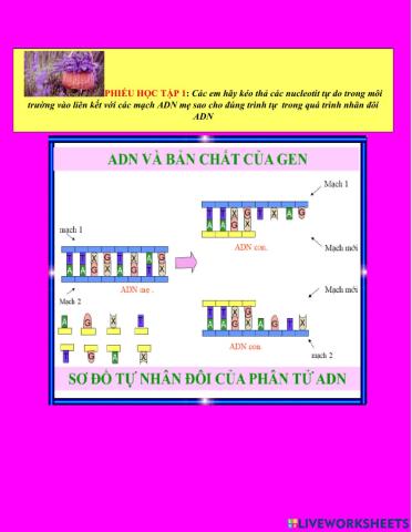 Adn và bản chất của gen