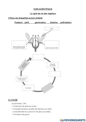Le cycle de vie des végétaux