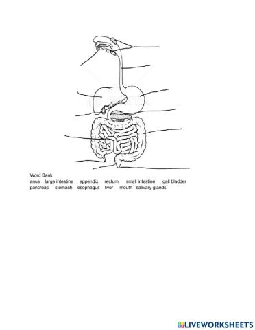 The Digestive System Diagram