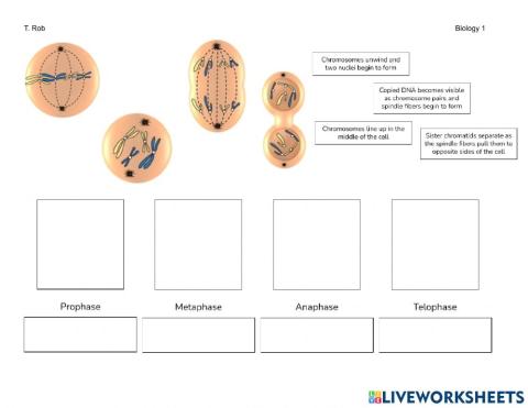 Mitosis Review