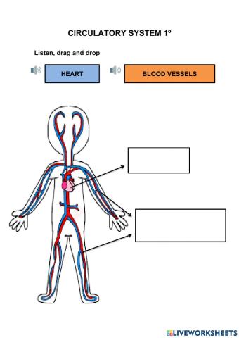 Circulatory system I 1º