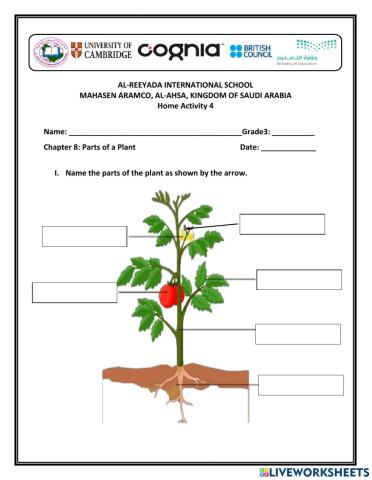 Home Activity 4 Parts of a Plant
