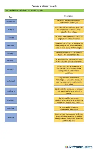 Fases de la mitoisis y meiosis