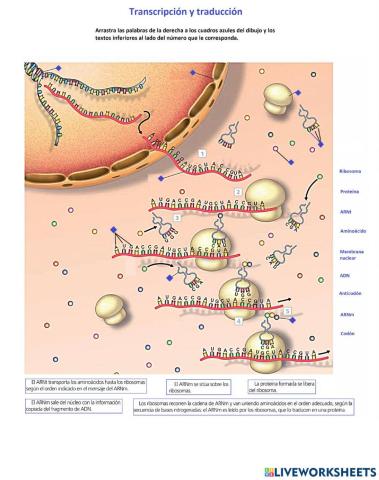 Traducción y transcripción