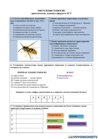 Тип Членистоногие
