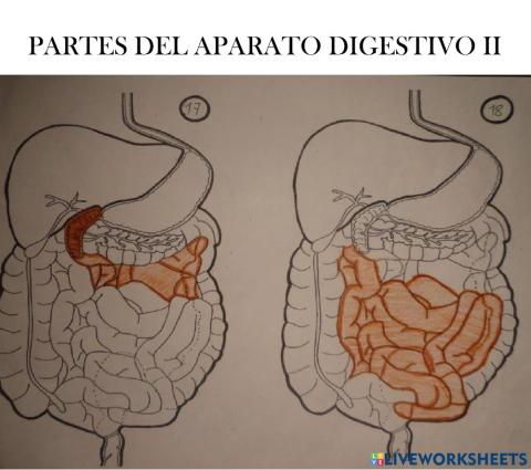 Partes del aparato digestivo II