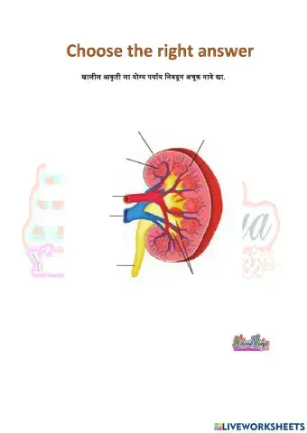 Excretory System and Kidney