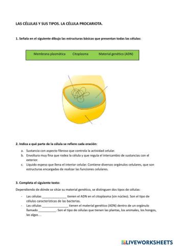 La célula y sus tipos. La célula procariota