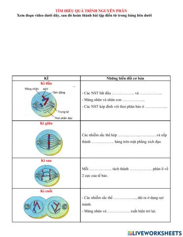 PHT: Tìm hiểu quá trình nguyên phân