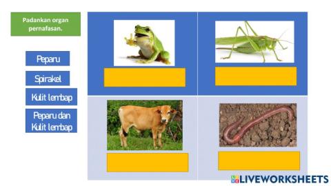 Organ Pernafasan Haiwan