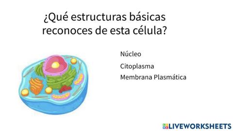 ¿Qué estructuras básicas reconoces de esta célula?