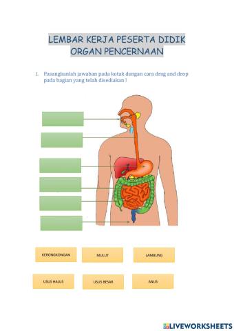 Organ Pencernaan