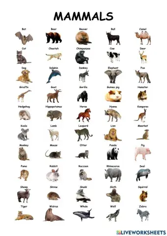 Mammals