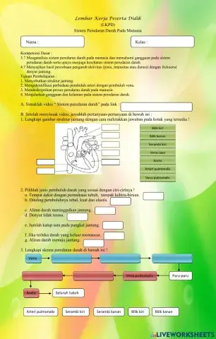 Sistem Peredaran Darah Pada Manusia