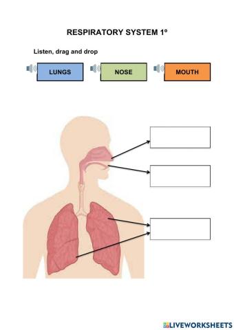 Respiratory system 1º