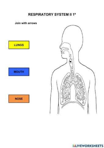 Respiratory system II 1º