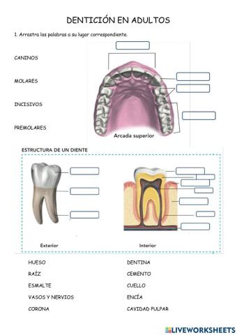 Dentición en adultos