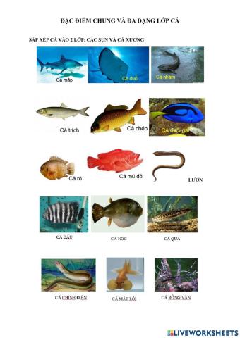 Đặc điểm chung và đa dạng lớp cá