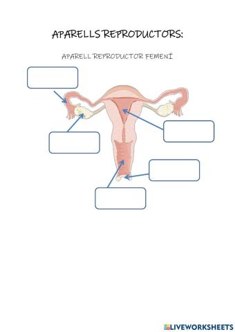 Els aparells reproductors