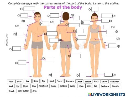 Systems and parts of the body