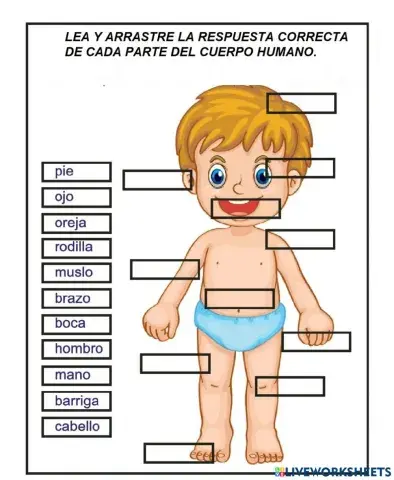 partes del cuerpo humano