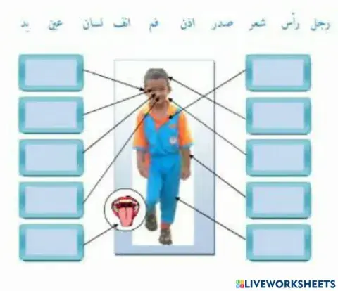 Anggota badan Bahasa Arab