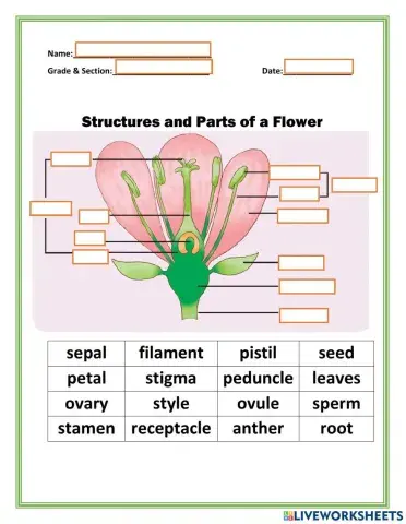 Parts of a Perfect Flower
