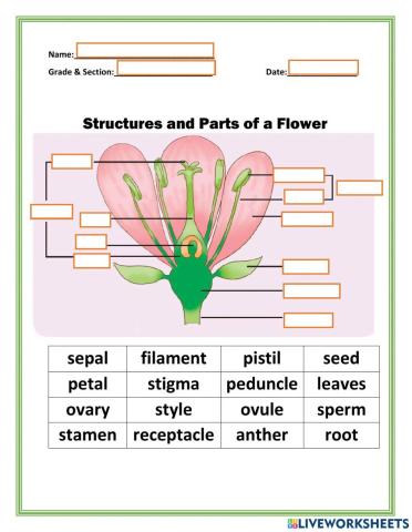 Parts of a Perfect Flower
