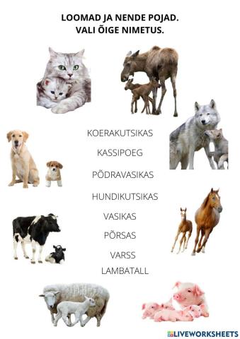 Loomad ja nende pojad