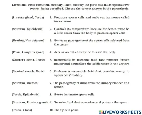 The male reproductive system