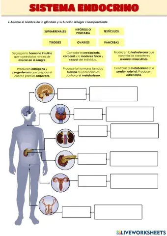 Sistema endocrino