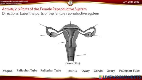 Parts of the female reproductive system