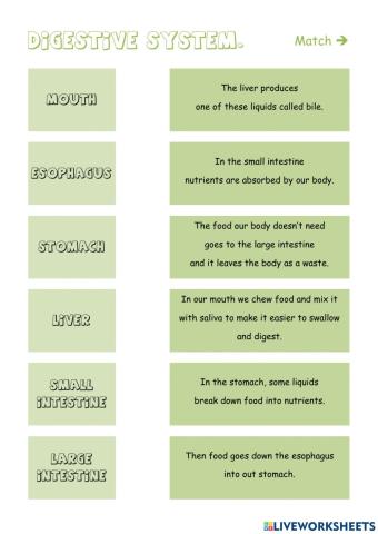 The digestive system. Match.